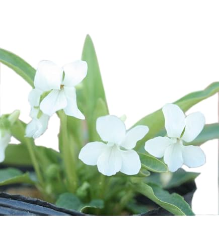 Amazon.co.jp: アリアケスミレ 1株 白に紫のスジ 有明菫 多年草 耐暑